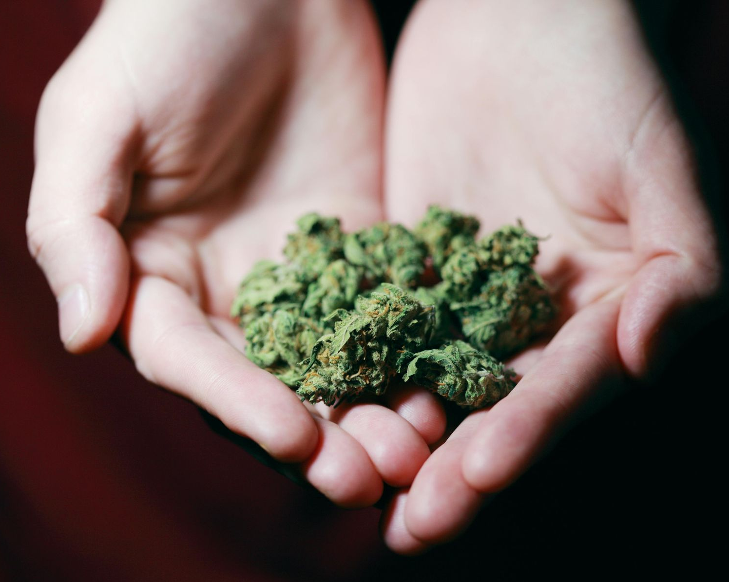Hands cupping a pile of green cannabis buds.