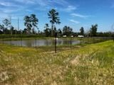 Grassy field with a pond, trees, and a bright blue sky.