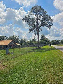 A tall tree stands next to a chain-link fence, road, and house. Overcast, bright blue sky.