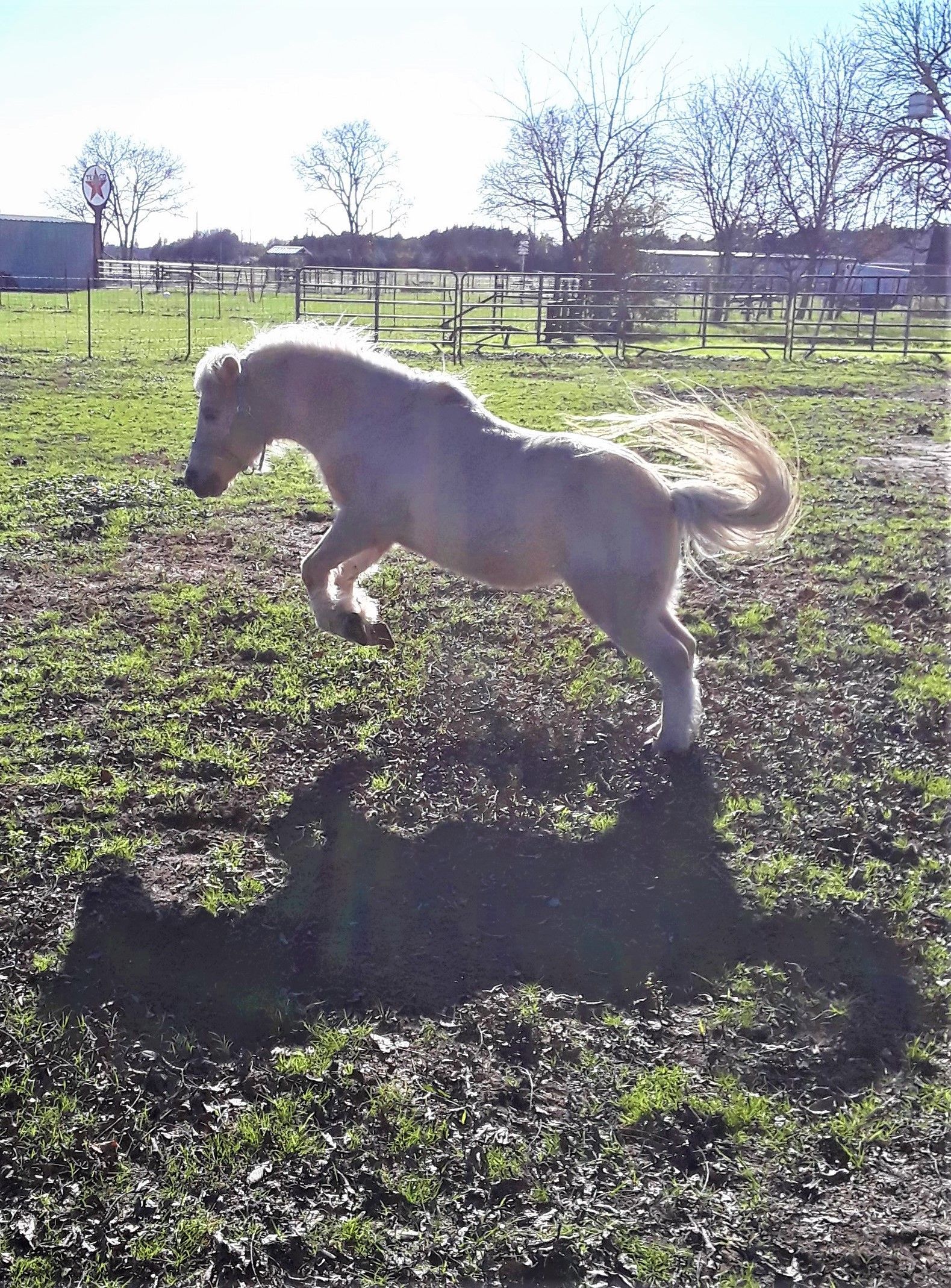 Tan pony standing in a sandy enclosure with a light blonde mane and forelock.