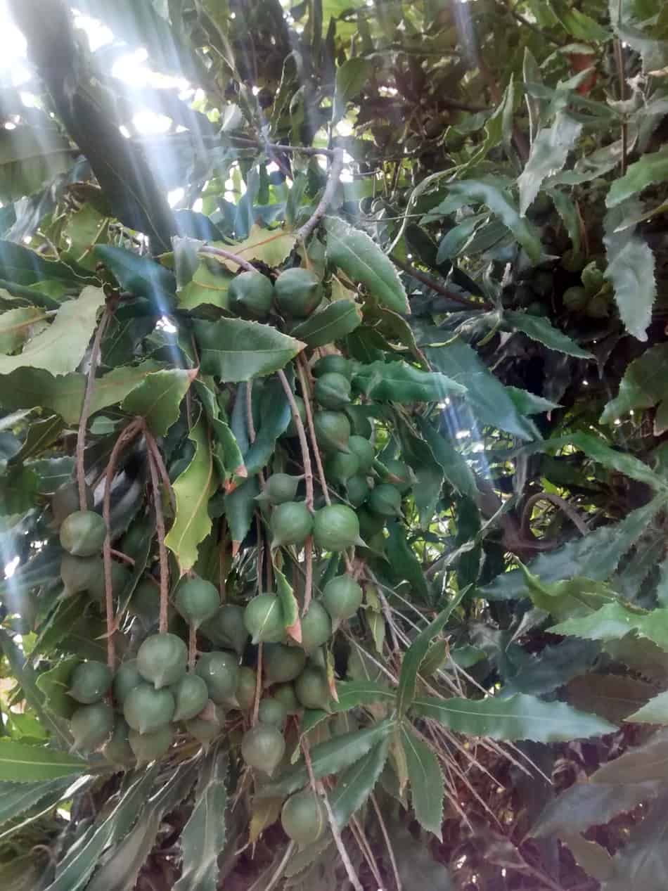 A LIGHT SHINES IN A MACADAMIA TREE IN