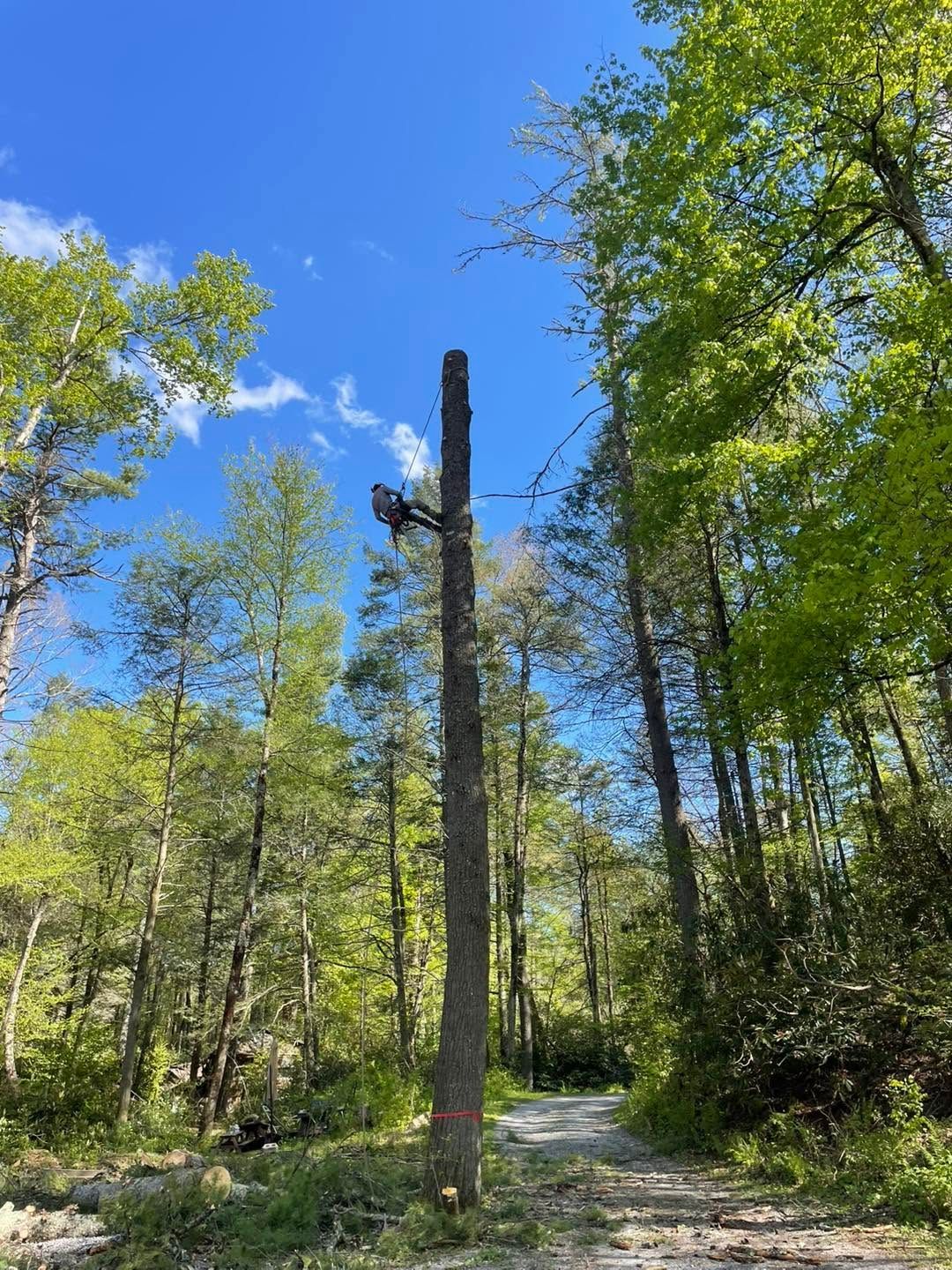 Forest trail under blue sky with a tall dead tree trunk and green trees on both sides
