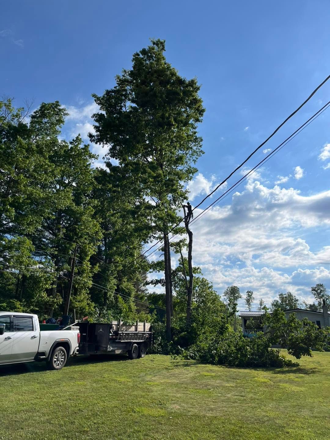 White pickup truck parked on a grassy lawn beside tall trees under a bright blue sky.