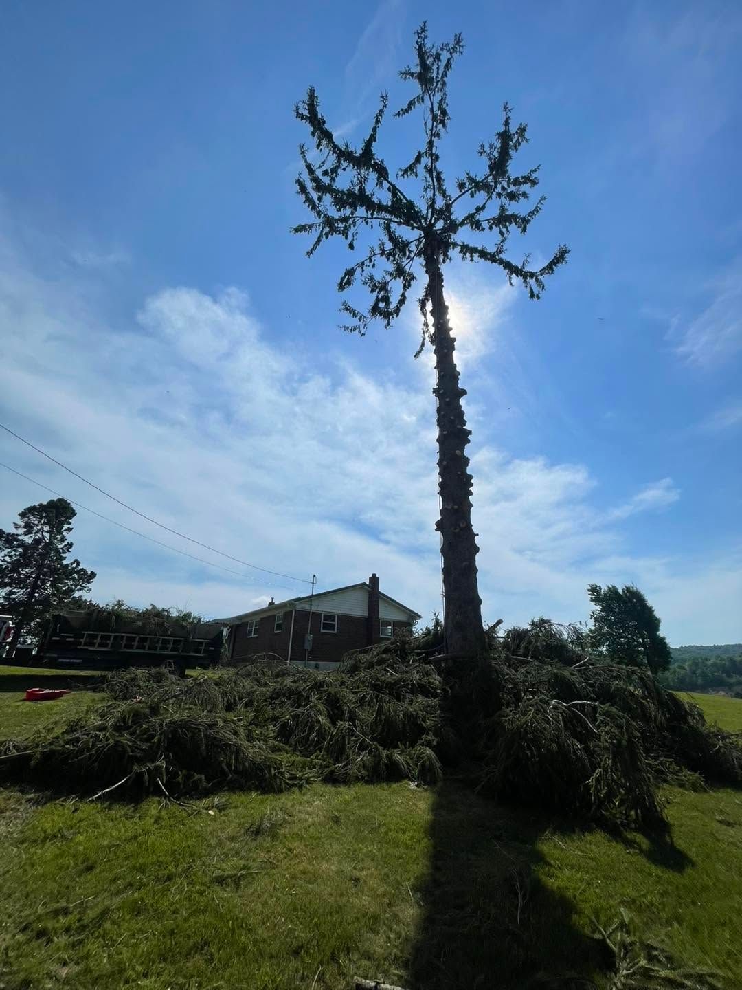Tall tree trunk with sparse branches, silhouetted against a blue sky in a grassy field near a house.