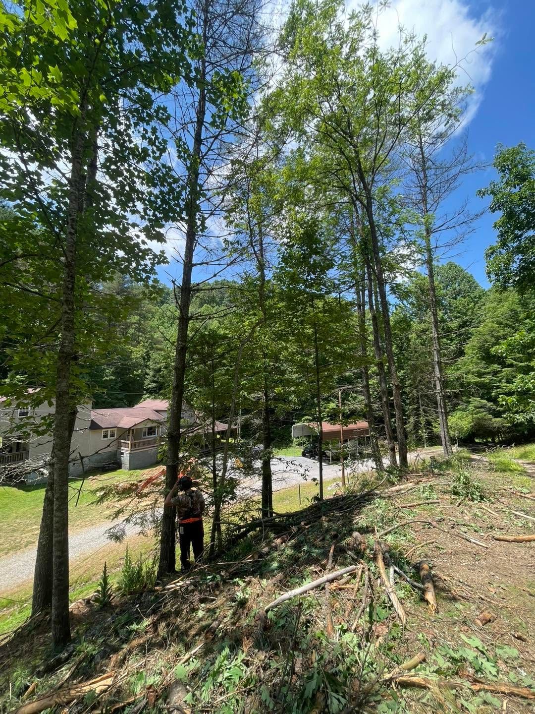 Person standing in a wooded hillside clearing near houses under a blue sky