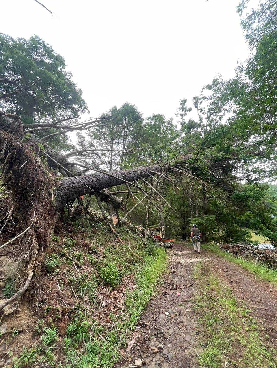 A fallen tree blocks a muddy dirt road in a wooded area, with a person walking nearby.