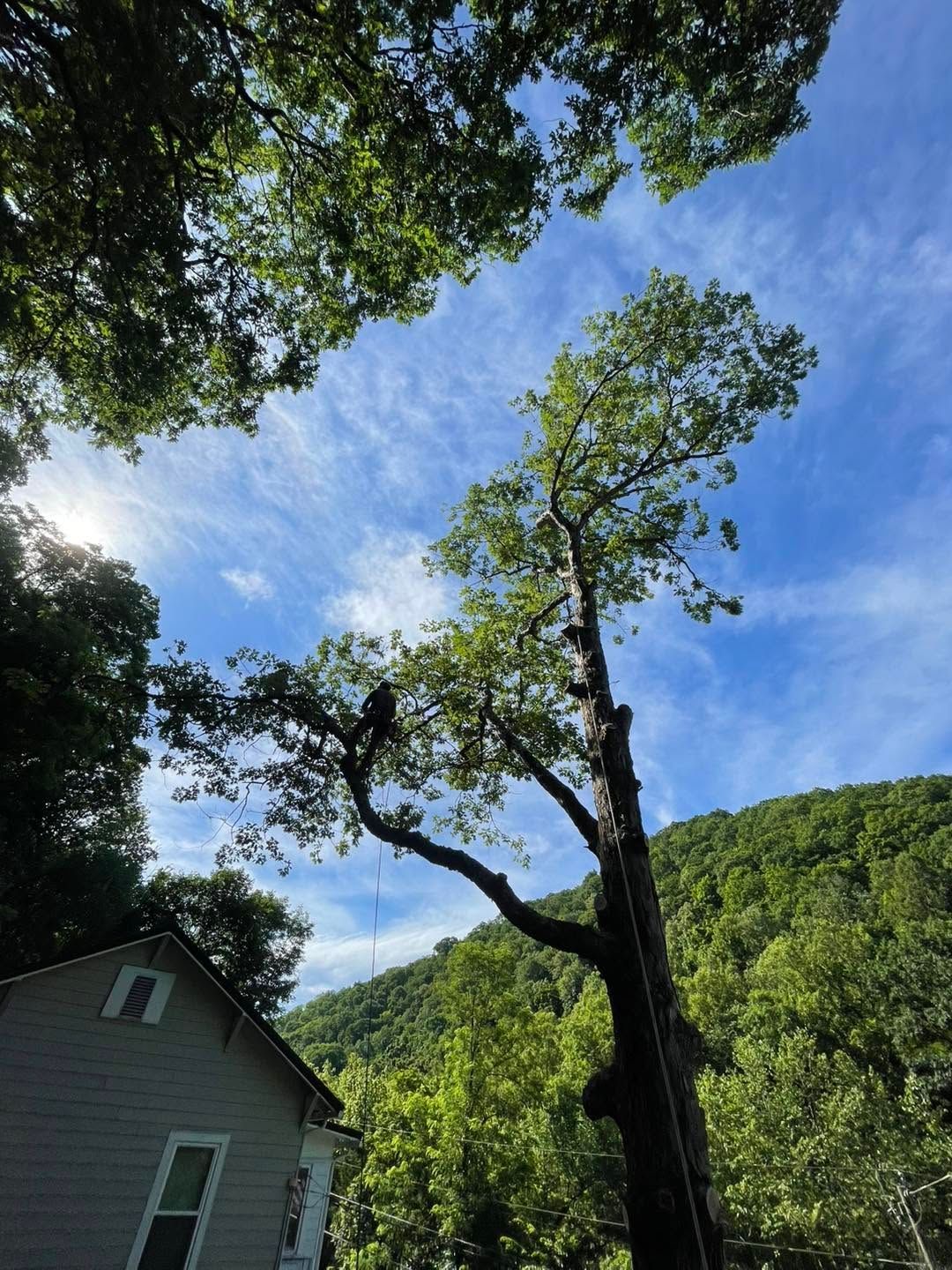Tall tree beside a house under a blue sky, with green hills in the background