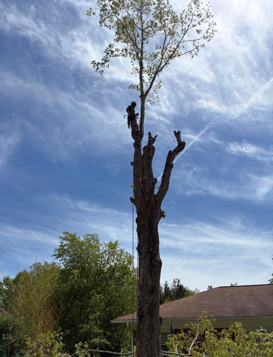Tall pruned tree trunk against a blue sky with wispy clouds, near houses and green trees