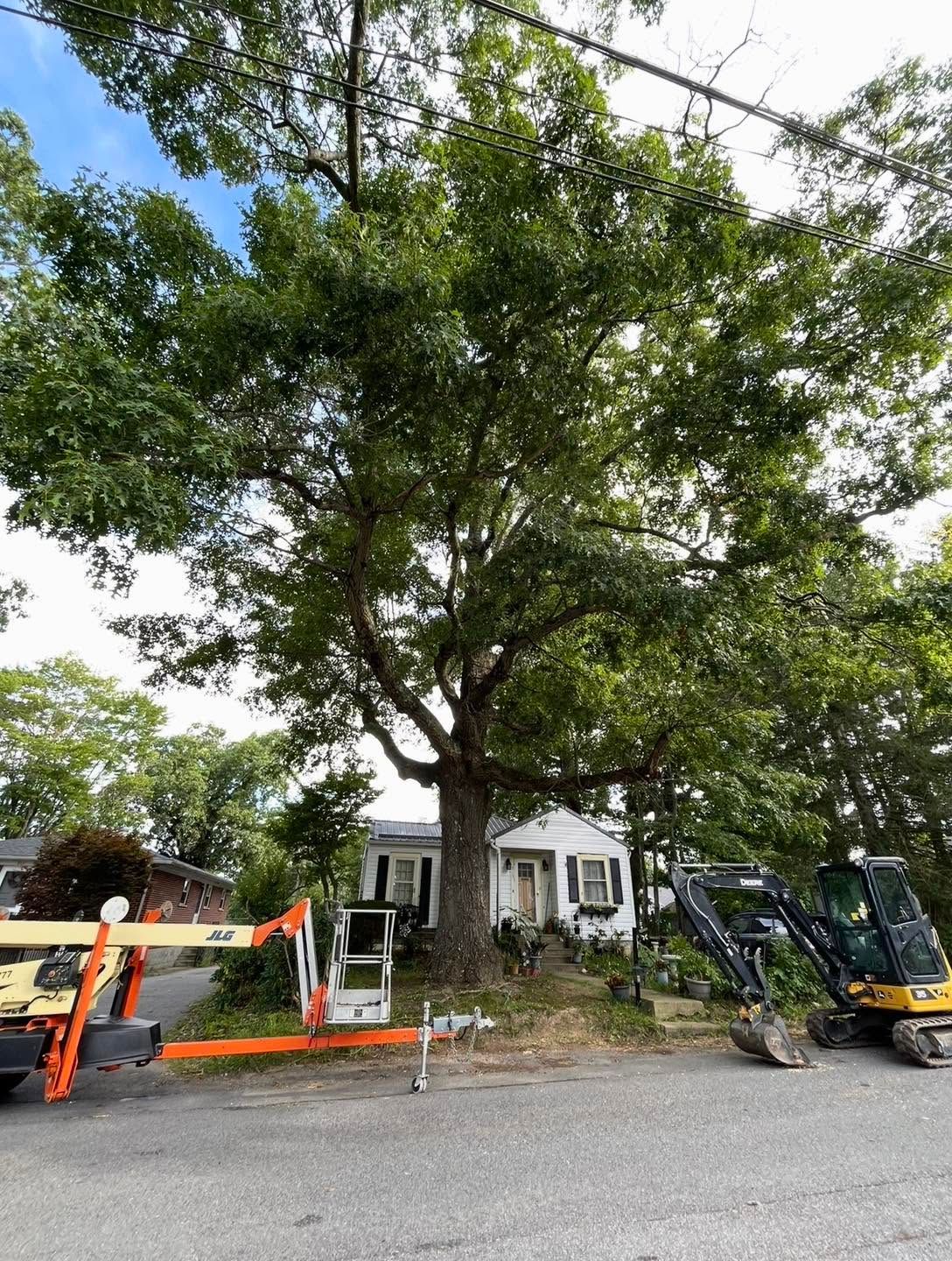 Cleartree LLC residential tree service crew on the job