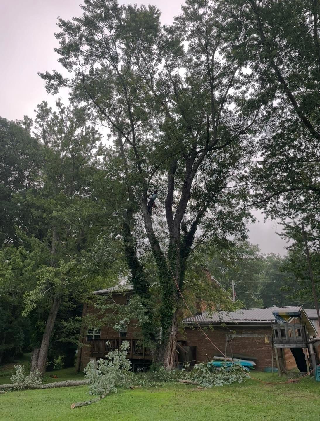 Large tree in a rainy backyard with a house, shed, and greenery.