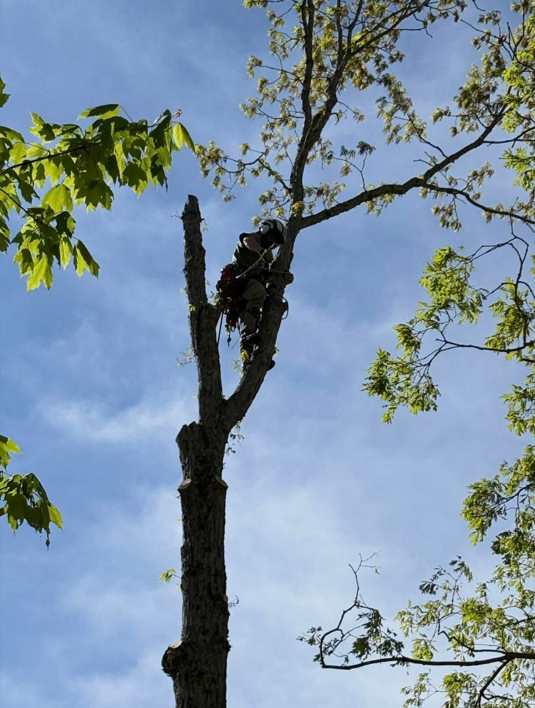Person pruning a tall tree against a blue sky