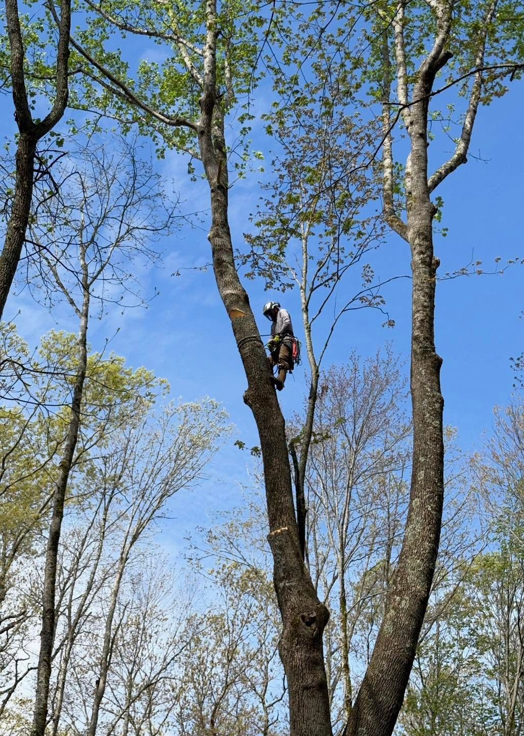Person climbing a tall tree in a leafy forest under a clear blue sky