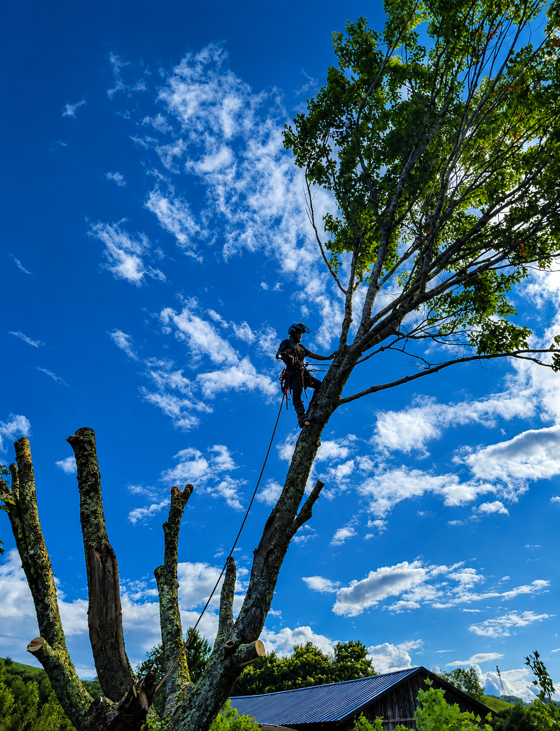 Person trimming a tall tree against a bright blue sky with clouds