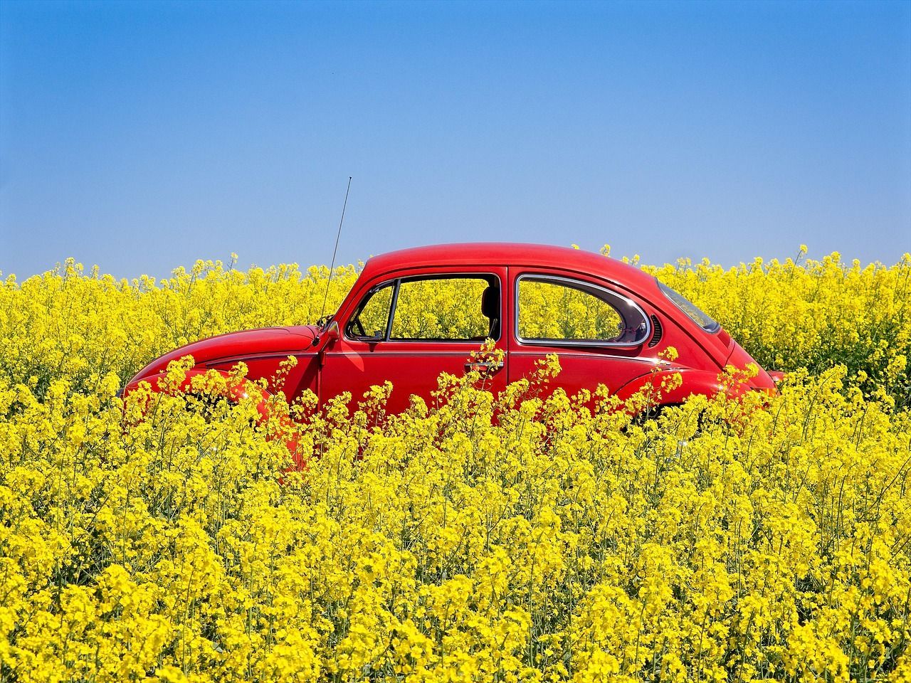 Red car partially hidden in a field of yellow flowers under a blue sky