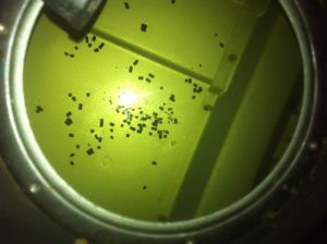 Close-up of a green liquid in a circular container with scattered black specks and a bright glare
