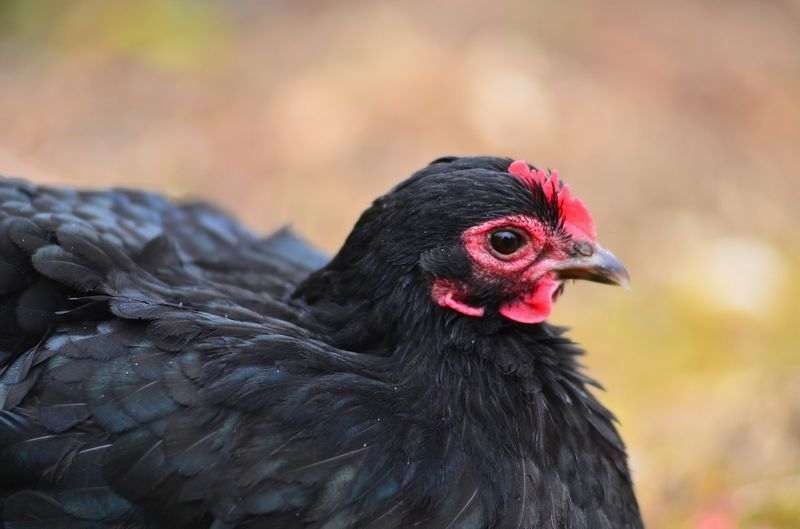 Un gros plan d'un poulet noir aux yeux rouges.