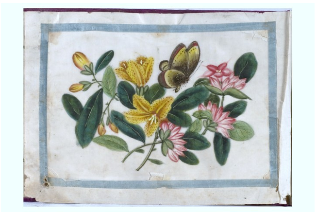 Museo Garda di Ivrea (TO) Album con fiori e farfalle Gouache su carta di riso