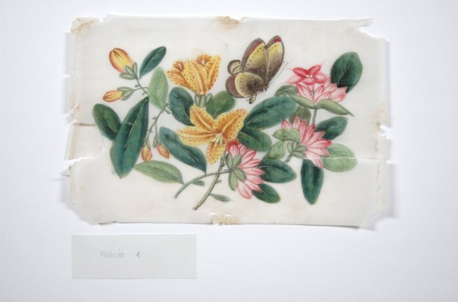 Museo Garda di Ivrea (TO)Album con fiori e farfalle - Gouache su carta di riso Durante il restauro