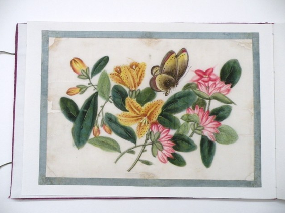 Museo Garda di Ivrea (TO) Album con fiori e farfalle Gouache su carta di riso dopo il restauro