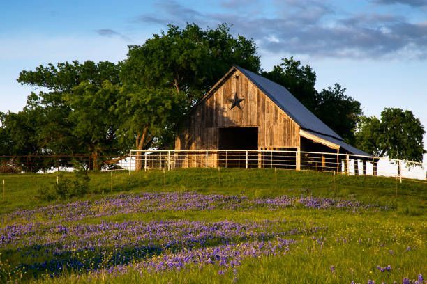 Rustic barn with Texas flag painted on the roof, gravel road, and green field under a blue sky.