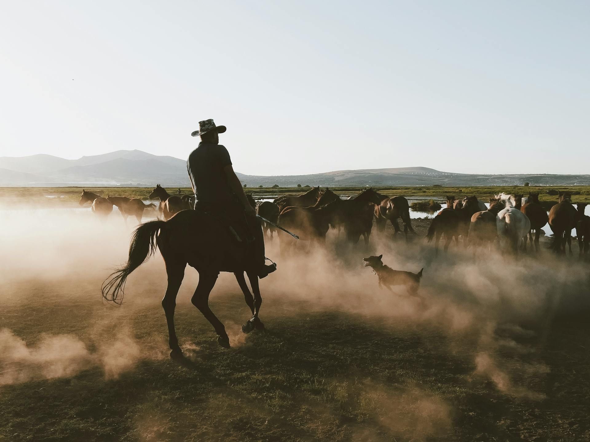 Cowboy on horseback herding horses with a dog, dusty plain, mountains in background, sunny.
