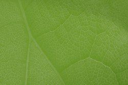 Acceder a Un Pacto Verde Europeo