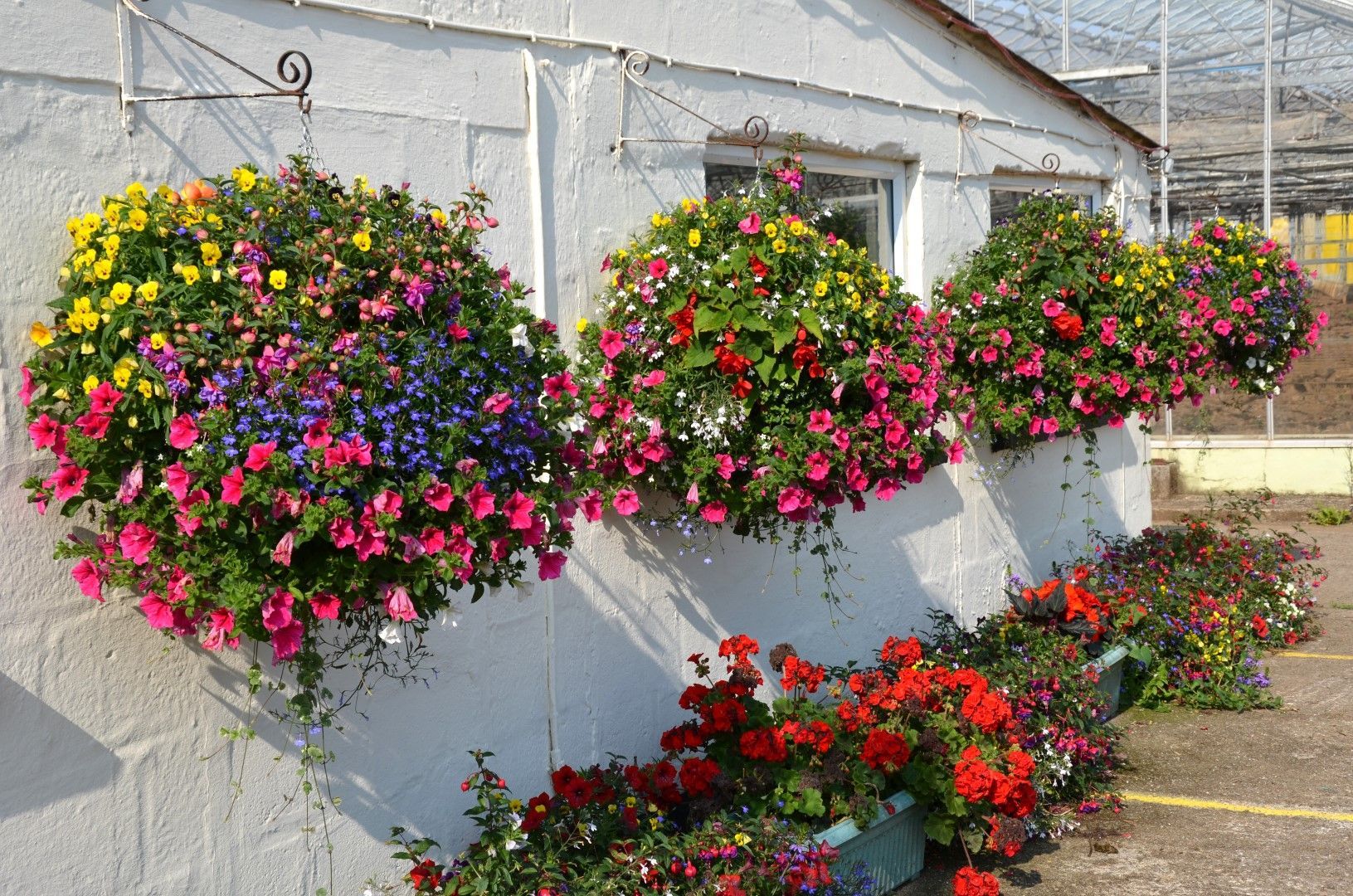 Colorful hanging flower baskets and flower beds against a white building.