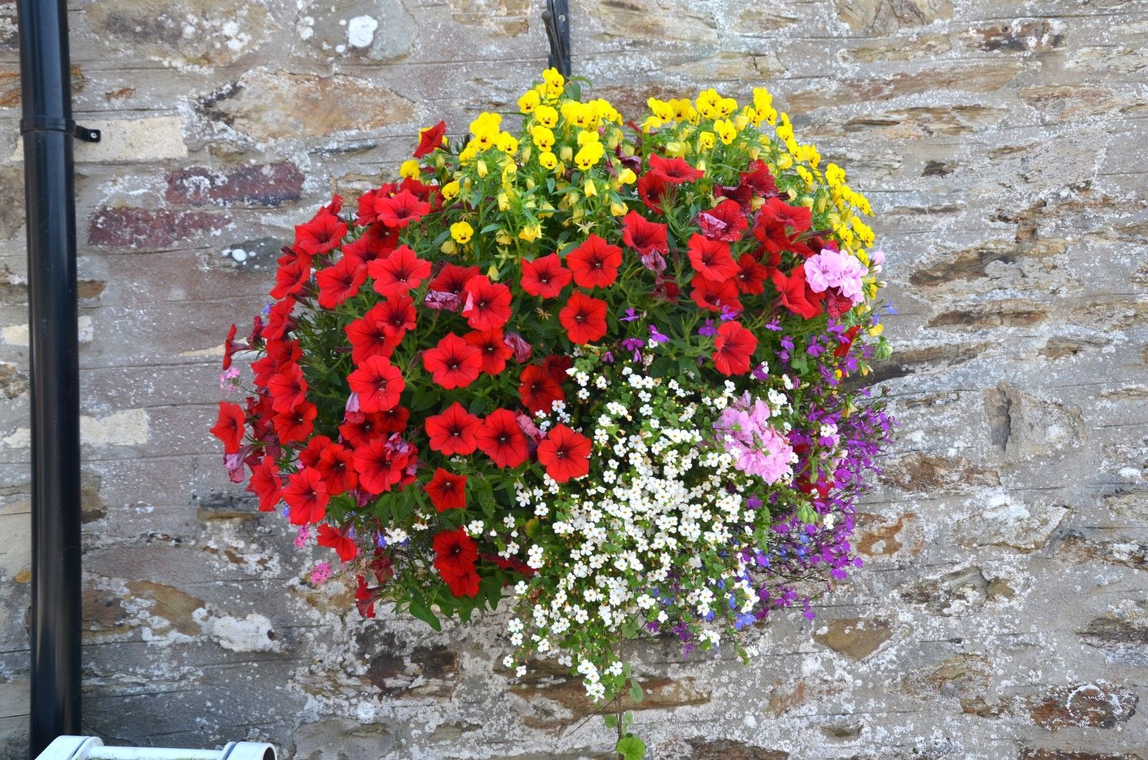 Hanging basket filled with red, yellow, white, purple, and pink flowers against a stone wall.