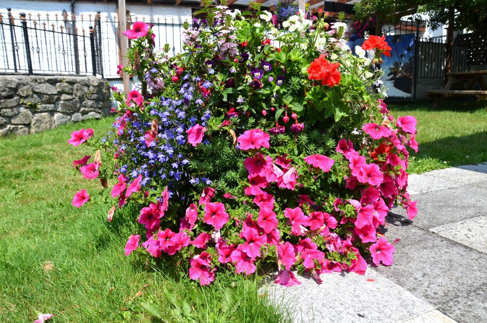 Vibrant flower planter with pink petunias, blue lobelia, and red geraniums, on a green lawn.