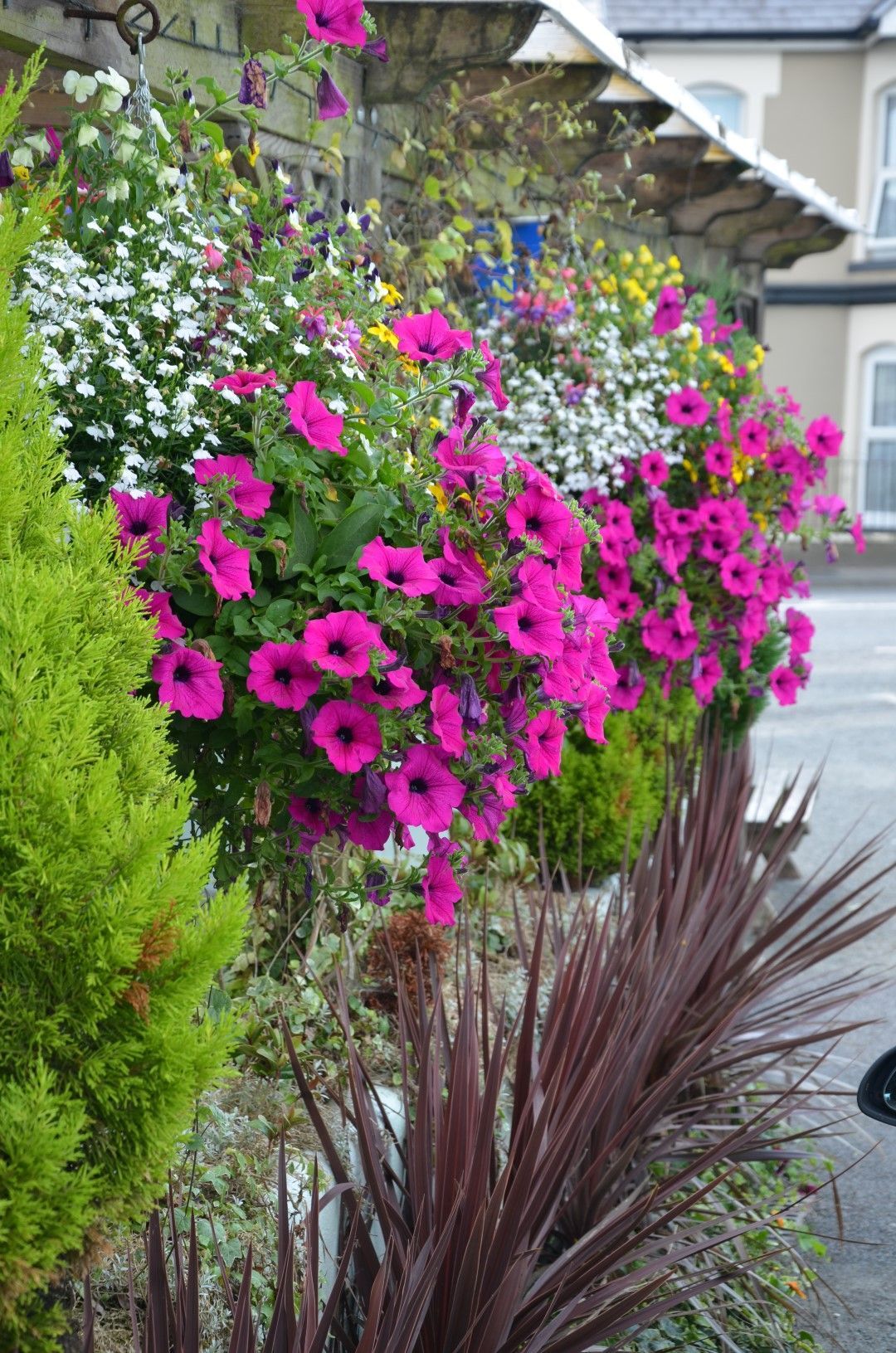 Hanging baskets overflowing with vibrant pink petunias, white flowers, and yellow blooms.