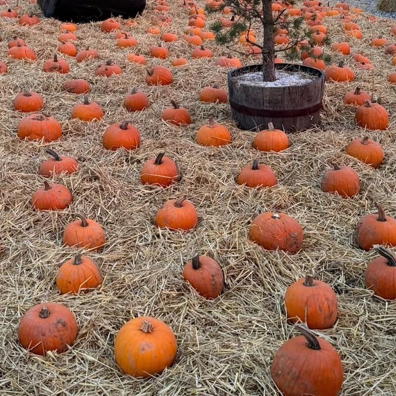 Pumpkins ready to pick in the Warnes pumpkin patch at Skewes Nursery, Camborne