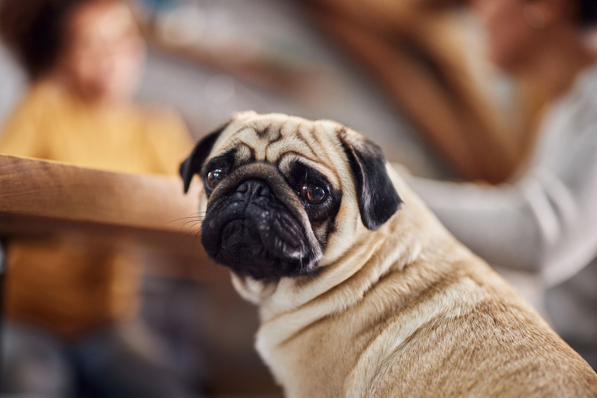 pug photo