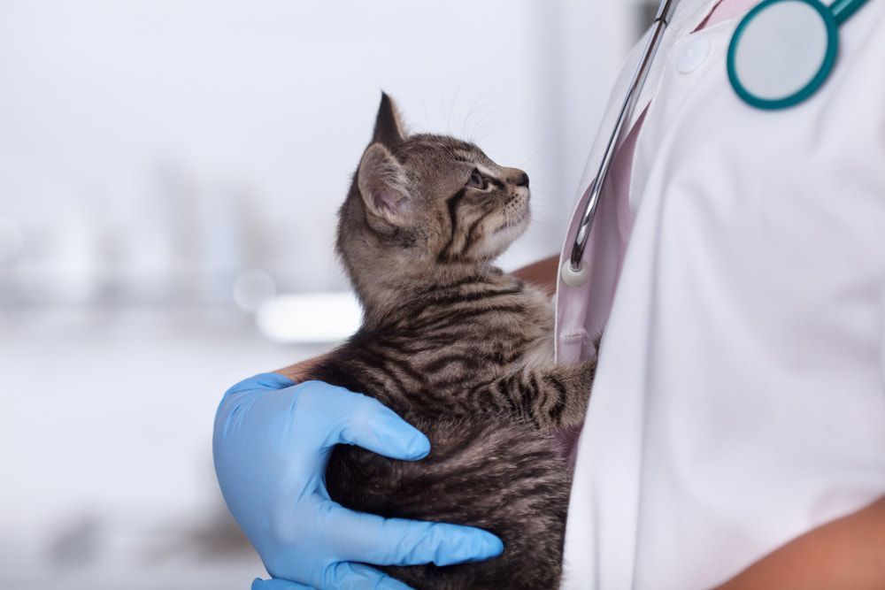 Veterinarian Holding a Tabby Kitten — AAA Vet Clinic In Townview, QLD