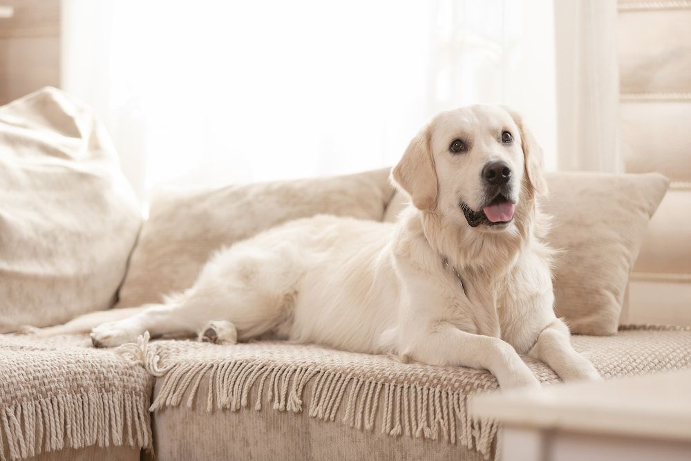Golden Retriever Dog Relaxing on a Beige Sofa — AAA Vet Clinic In Townview, QLD