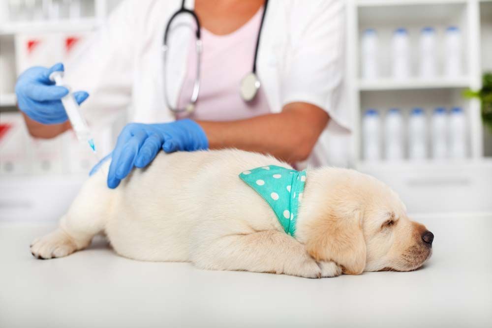 Veterinarian Giving a Puppy a Shot on a White Exam Table — AAA Vet Clinic In Townview, QLD