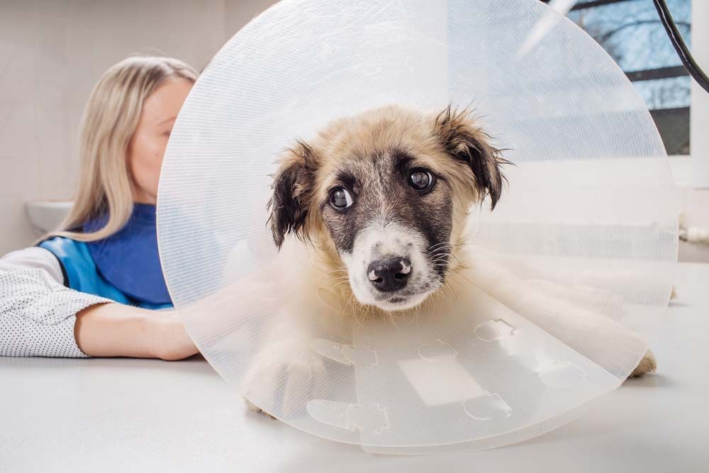 Dog Wearing a Cone Collar at a Vet's Office — AAA Vet Clinic In Townview, QLD