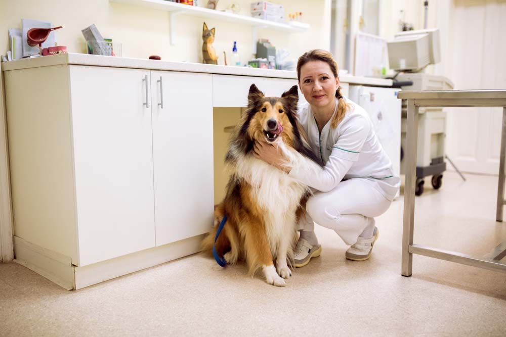 Veterinarian Kneels With a Collie Dog in a Clinic — AAA Vet Clinic In Townview, QLD