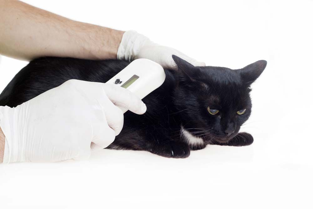 Hands in White Gloves Scan a Black Cat With a Handheld Device — AAA Vet Clinic In Townview, QLD