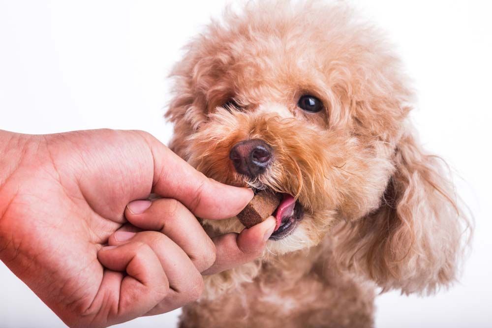 Dog Eating a Treat Held by a Hand — AAA Vet Clinic In Townview, QLD