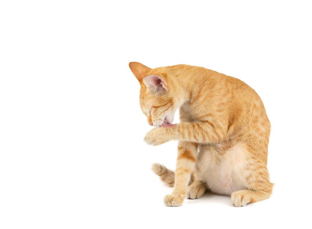 Orange Tabby Cat Grooming Itself — AAA Vet Clinic In Townview, QLD