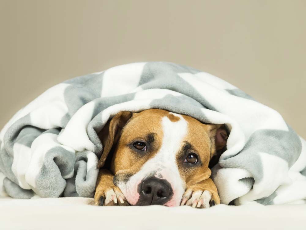 Brown and White Dog Lying Under a Gray and White Blanket — AAA Vet Clinic In Townview, QLD