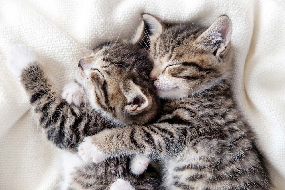 Two Tabby Kittens Cuddling and Sleeping on a White Blanket — AAA Vet Clinic In Townview, QLD
