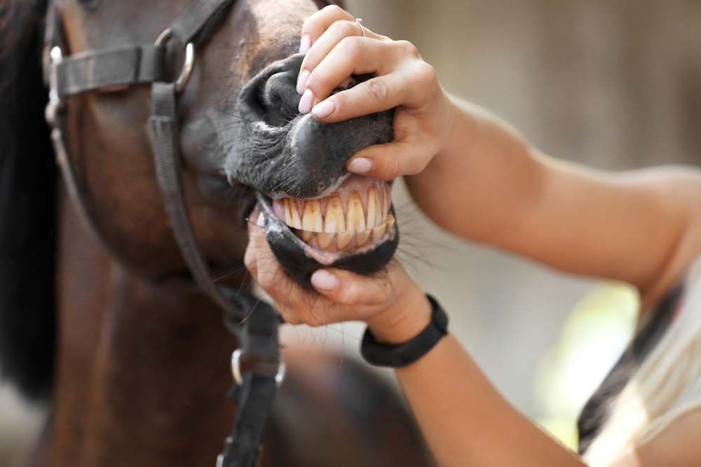 Close-up of a Dark Horse's Mouth Being Held Open — AAA Vet Clinic In Townview, QLD