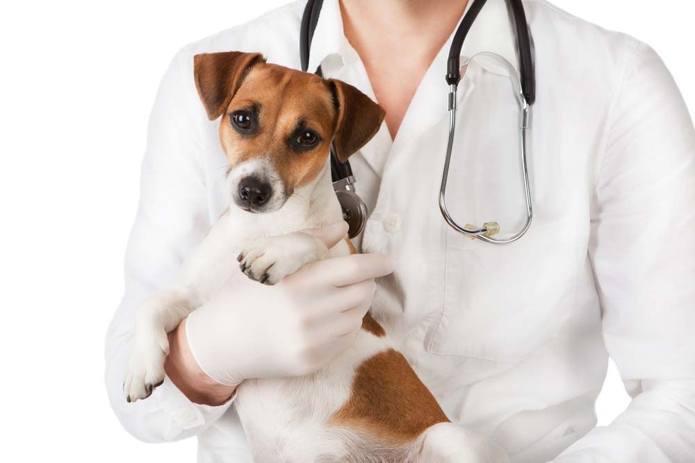 Veterinarian Holding a Small, Brown and White Dog — AAA Vet Clinic In Townview, QLD