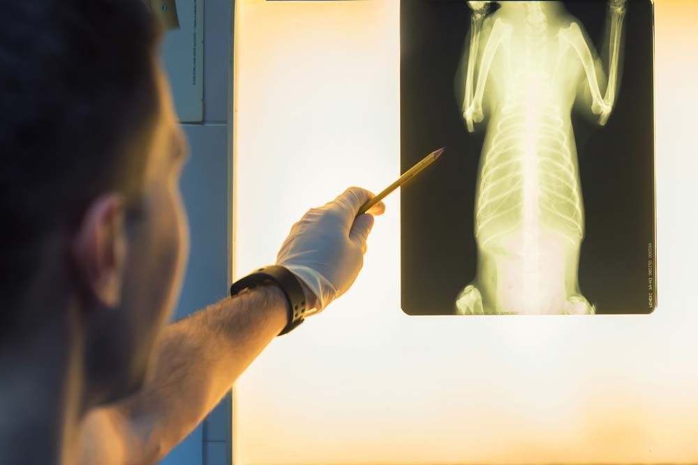 Person in Glove Points at Animal X-ray on Illuminated Screen — AAA Vet Clinic In Townview, QLD