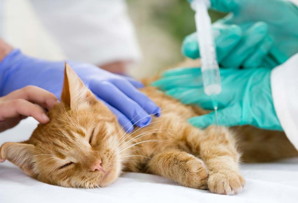 Cat Receiving an Injection at a Vet Clinic — AAA Vet Clinic In Townview, QLD