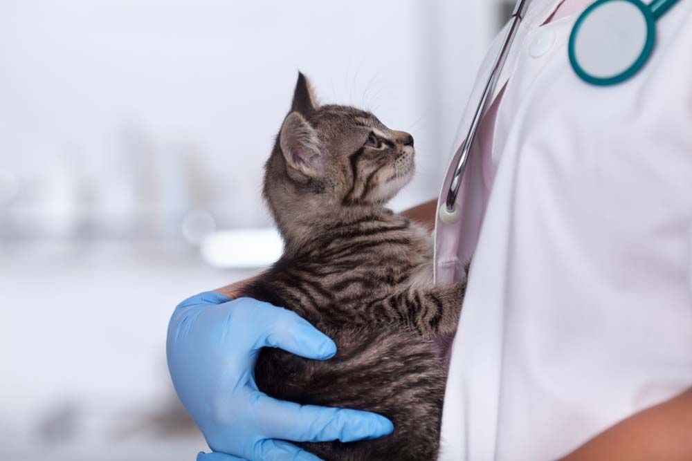 Veterinarian Holding a Small Tabby Kitten — AAA Vet Clinic In Townview, QLD