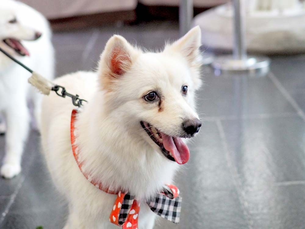 White Dog Wearing a Red Collar With a Bow Tie — AAA Vet Clinic In Townview, QLD