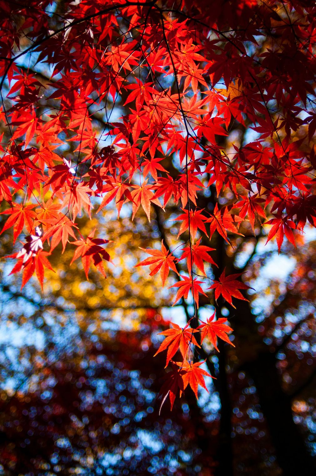 A close up of a tree with red leaves on it