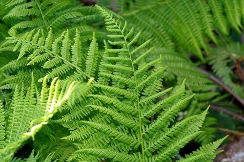 Ladder Fern
